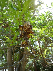 Stenocarpus sinuatus