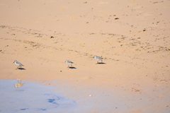 Calidris alba