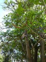 Stenocarpus sinuatus