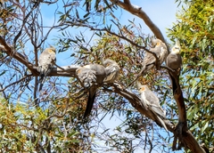 Nymphicus hollandicus