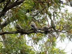 Nymphicus hollandicus