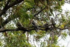 Nymphicus hollandicus