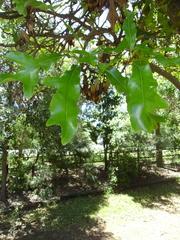Stenocarpus sinuatus