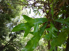 Stenocarpus sinuatus