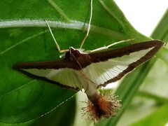 Diaphania hyalinata