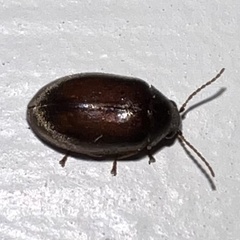 Eucolaspis