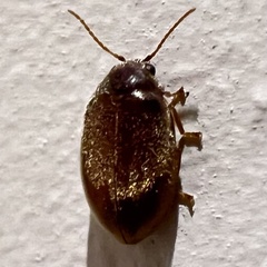 Eucolaspis