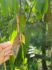 Rhodomyrtus psidioides