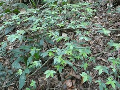 Hutchinsonia barbata