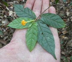 Hutchinsonia barbata