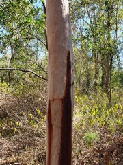Angophora leiocarpa