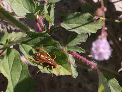 Polistes dorsalis