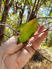 Glochidion ferdinandi