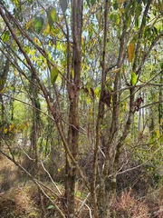 Glochidion ferdinandi