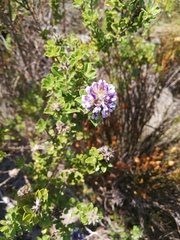 Psoralea bracteolata
