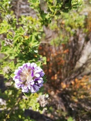 Psoralea bracteolata