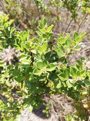 Psoralea bracteolata