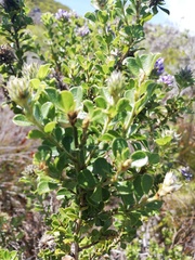 Psoralea bracteolata