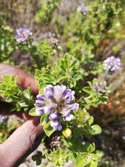 Psoralea bracteolata