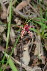 Caladenia ampla