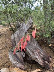 Fuchsia