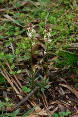 Stackhousia subterranea