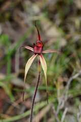 Caladenia ampla
