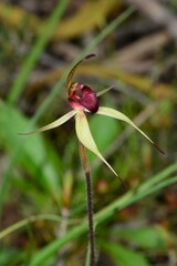 Caladenia ampla