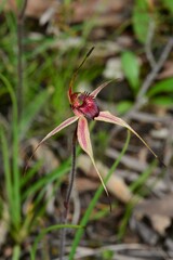 Caladenia ampla