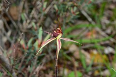 Caladenia ampla