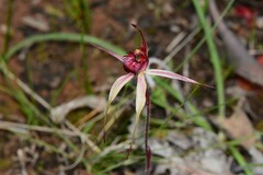 Caladenia ampla
