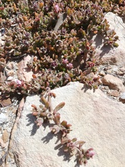 Mesembryanthemum paulum