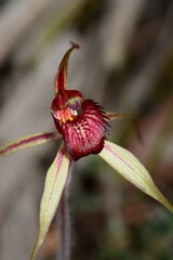 Caladenia ampla