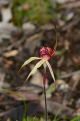 Caladenia ampla