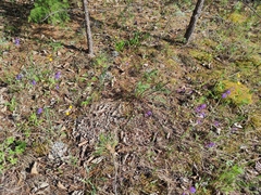 Dracocephalum nutans