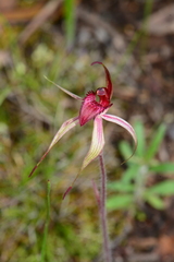 Caladenia ampla