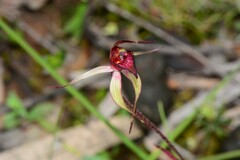 Caladenia ampla