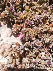 Mesembryanthemum paulum