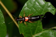 Carcinophora americana