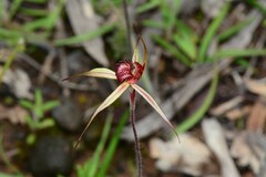 Caladenia ampla