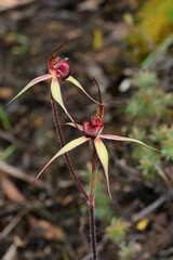 Caladenia ampla