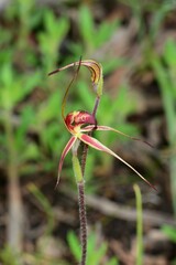 Caladenia ampla
