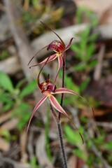 Caladenia ampla