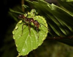 Ectatomma tuberculatum