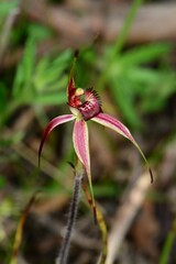 Caladenia ampla