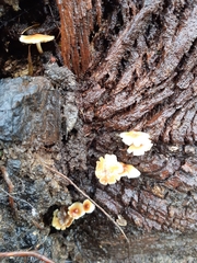 Collybia eucalyptorum