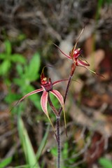 Caladenia ampla