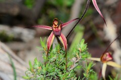 Caladenia ampla