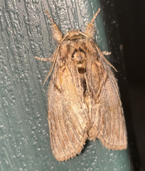 Peridea basitriens