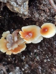 Collybia eucalyptorum